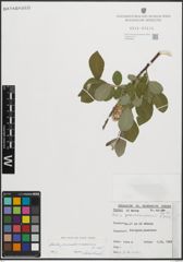 Foto von Salix pseudomedemii E. L. Wolf
